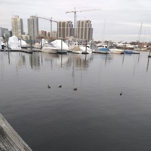 Meet your Posher, Doris